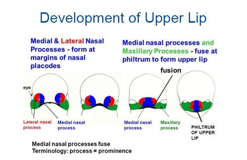 Development of upper lip