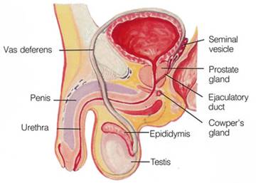 Overview of Male Reproductive Organ