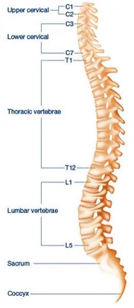 Overview Of the Spine