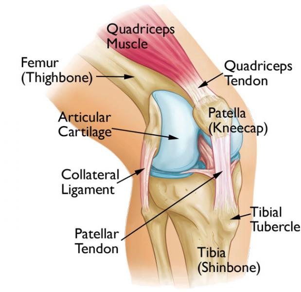 Parts of Knee Joint