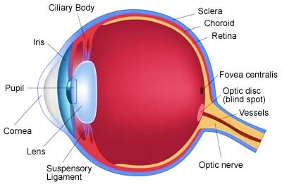 overview of human eye