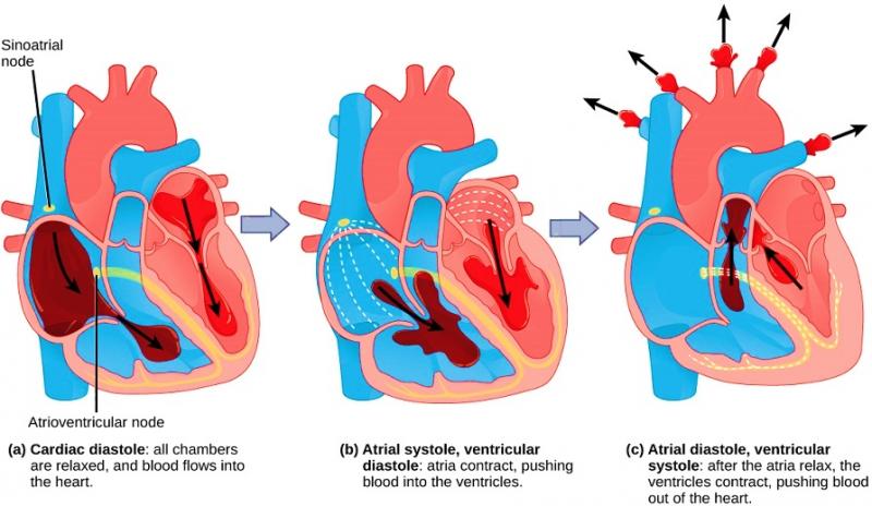 Working Of a Human Heart
