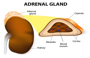 Know all about Adrenal Disorders and its Types by Endocrinologist Dr. Gita Majdi